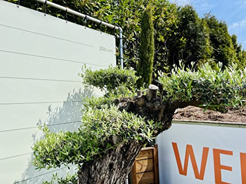 Olea Europea Olijfboom Pon - Bonsai - Olijven - Winterhard A+ - Afbeelding 4