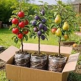 Apple, Plum & Pear Trees (3-Pack) – Dwarf Fruit Trees, Easy Grow Backyard Orchard Starter Kit (3 Pack - 1 of Each)