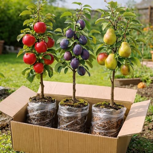 Apple, Plum & Pear Trees (3-Pack) – Dwarf Fruit Trees,