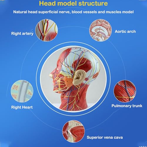 Modèle neurovasculaire demi-tête de haute précision anatomique AMITD 1:1 - 3