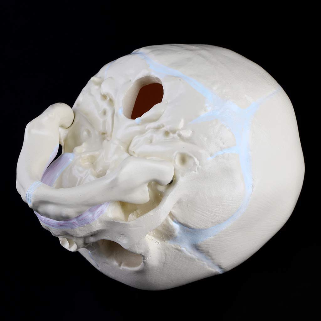 Model Czaszki Niemowlęcej, Anatomiczny Model Kości Czaszki Niemowlęcej, Medyczne Materiały Dydaktyczne, Narzędzia Badawcze I Sprzęt 13 X 10 X 10,5 Cm