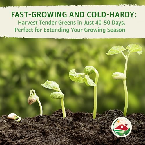 TKE Farms & Gardens - Lacinato Kale Seeds for Planting, 2 Grams, 500+ Heirloom Non-GMO Seeds - Dinosaur Kale, Tuscan Kale, Cold Hardy Superfood for Traditional & Urban Gardens