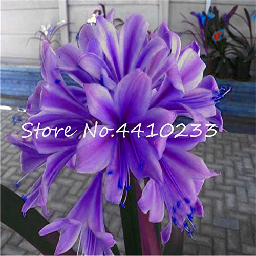 Seed 100 Pcs Mixed Clivia Rare Rainbow Clivia Flower Potted Plants Dedicated Windowsill Perennial Flower Home Garden Plant - (Color: b) Seed 100 Pcs Mixed Clivia Rare Rainbow Clivia Flower Potted Plants Dedicated Windowsill Perennial Flower Home Garden Plant - (Color: b)