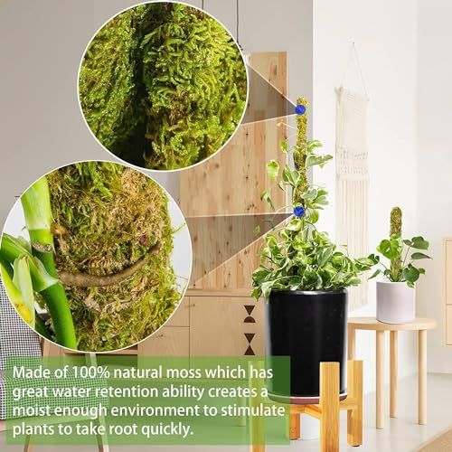 Huipolii 011 Moss Pole,Moss Pole For Plants Monstera,2 Pack Extending To 27Inch Natural Forest Moss Poles thumb #4
