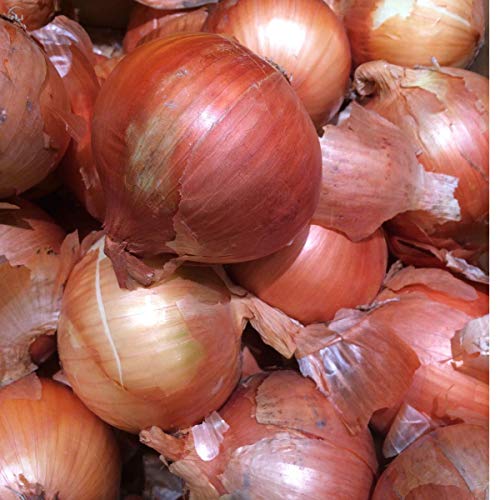 Oignon Rijnsburger Rendement élevé et excellente conservation