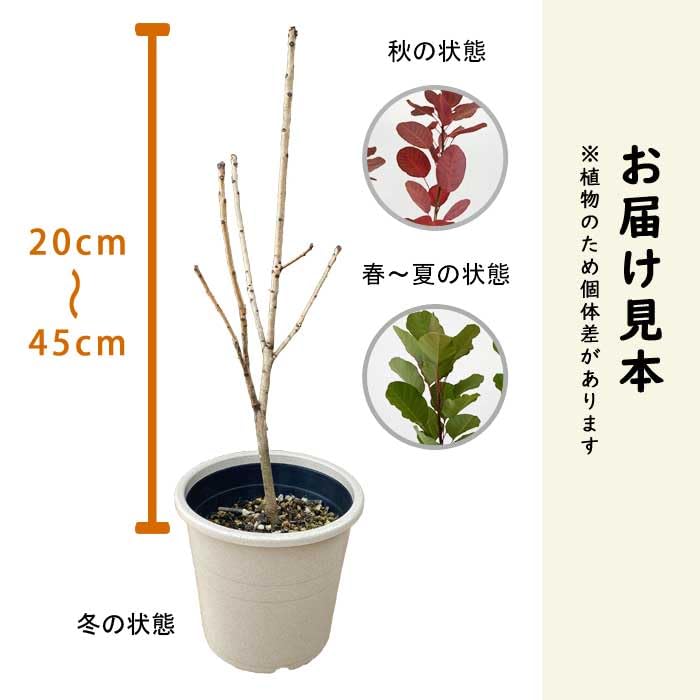 Amazon.co.jp: スモークツリー パープルクイン スモーク ツリー 苗木