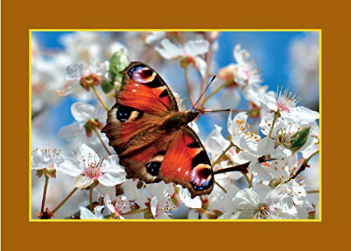 Know Your Pollinators (Old Pond Books) 40 Common Pollinating Insects including Bees, Wasps, Flower Flies, Butterflies, Moths, & Beetles, with Appearance, Behavior, & How to Attract Them to Your Garden - Image 5