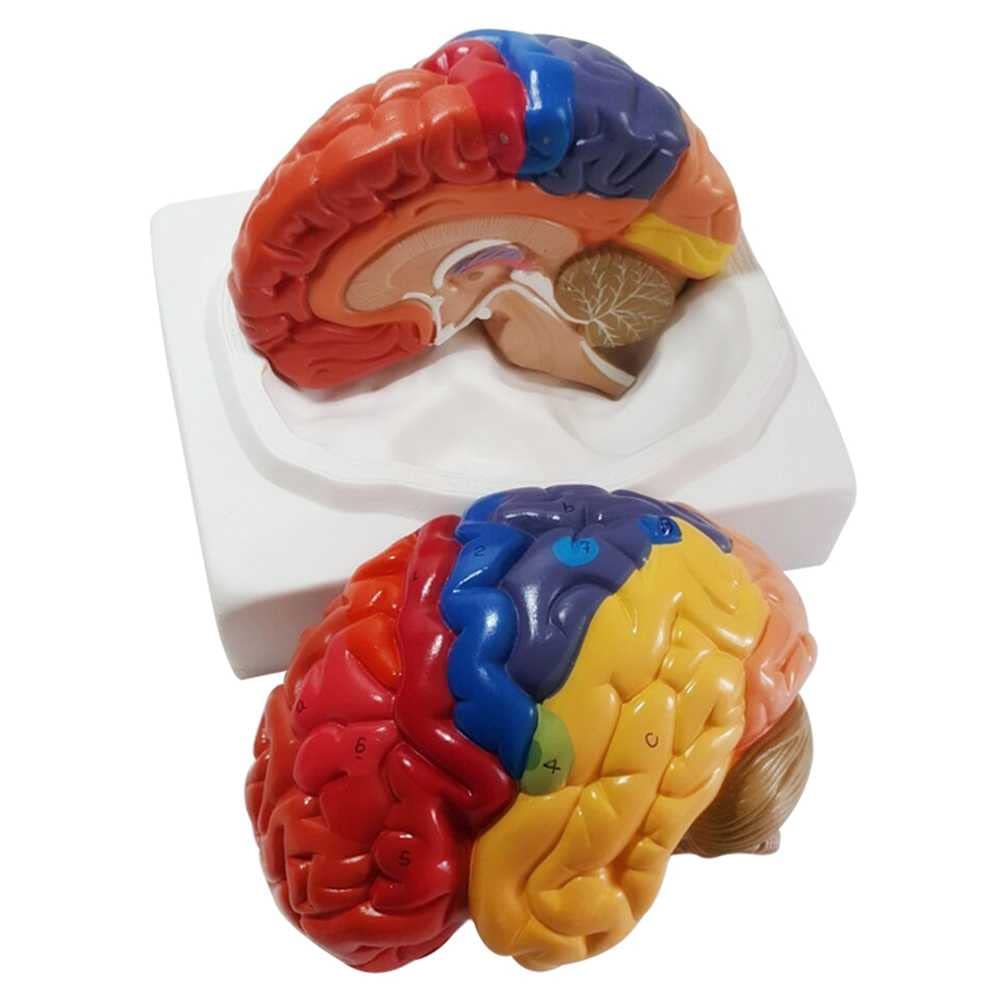 Cerveau humain taille vie AMITD avec partition de couleur pour mémorisation active