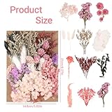 Zoom IMG-2 fiori secchi naturali e colorati Zoom IMG-2 fiori secchi naturali e colorati