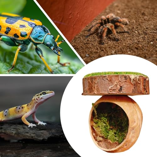 Habitat Para Aranhas | Escalada para Aranhas - Esconderijo Magnético Artesanal Para Casa De Tarântul