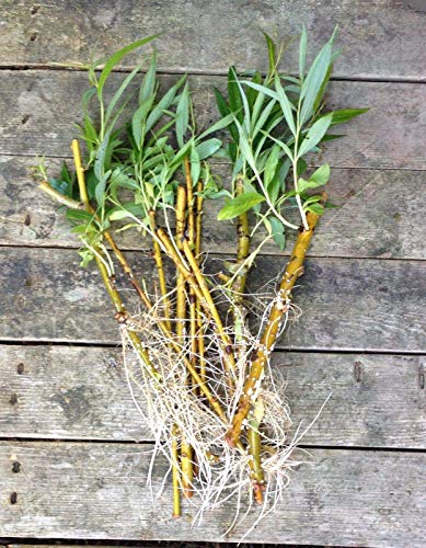 seedsown 5 Salice piangente Six ylonica (5) Piccioli Ready to