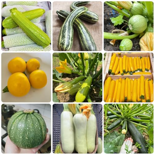 zucchini exotische zimmerpflanzen kletterzucchini gewächshaus balkon, seltene grünpflanzen zimmerpflanzen 100samen