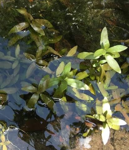 Temple Plant Live Aquarium Plant Premium Aquatic Stem Plant for Freshwater Fish Tank Garden (3 Healthy Live Plant)-picture-14