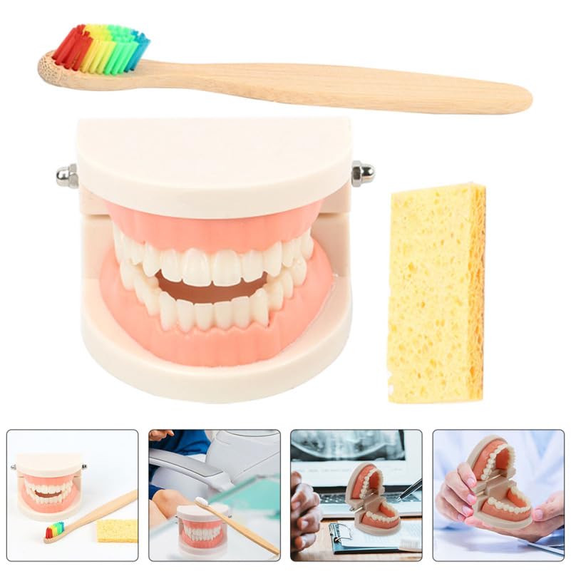 Alipis ModèLe De Dents Educatif Avec Brosse IntéGréE Et MâChoire ArticuléE Kit PéDagogique Pour Enseignement Des Soins Dentaires Enfants Outils Educatifs Dentaire