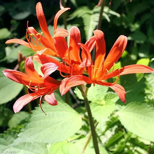 （山野草）キツネノカミソリ（リコリスサンギエナ 狐の剃刀）３号（１ポット）