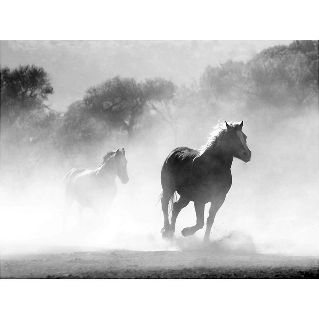 Wee Blue Coo Horses Running Mist BW Art Print Poster Wall Decor 12X16 Inch