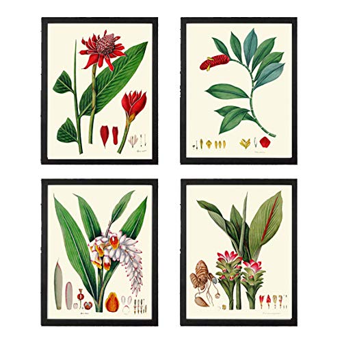 Amazon Com Tropical Flower Print Set Of 4 Antique Botanical Beautiful Jewel Of Thailand Indian Head Ginger Lily Alpinia Plant Large Blooming Flowers Home Room Decor Wall Art Unframed Handmade