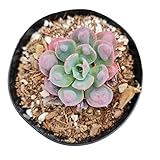 USKC Live Succulent Plants (4"Pot Echeveria Raindrops)