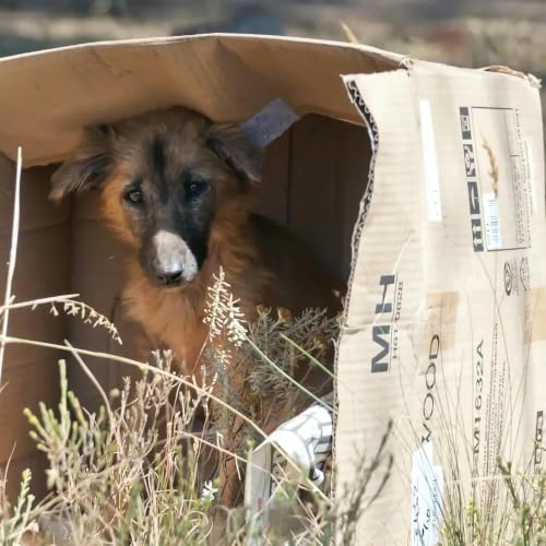 Repunte de abandono animal en verano, &iquest;c&oacute;mo combatirlo?