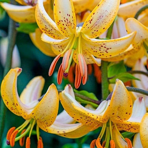 Turks Cap Giant Lily Bulbs for Planting - Lilium Martagon Guinea Gold (5 Bulbs)