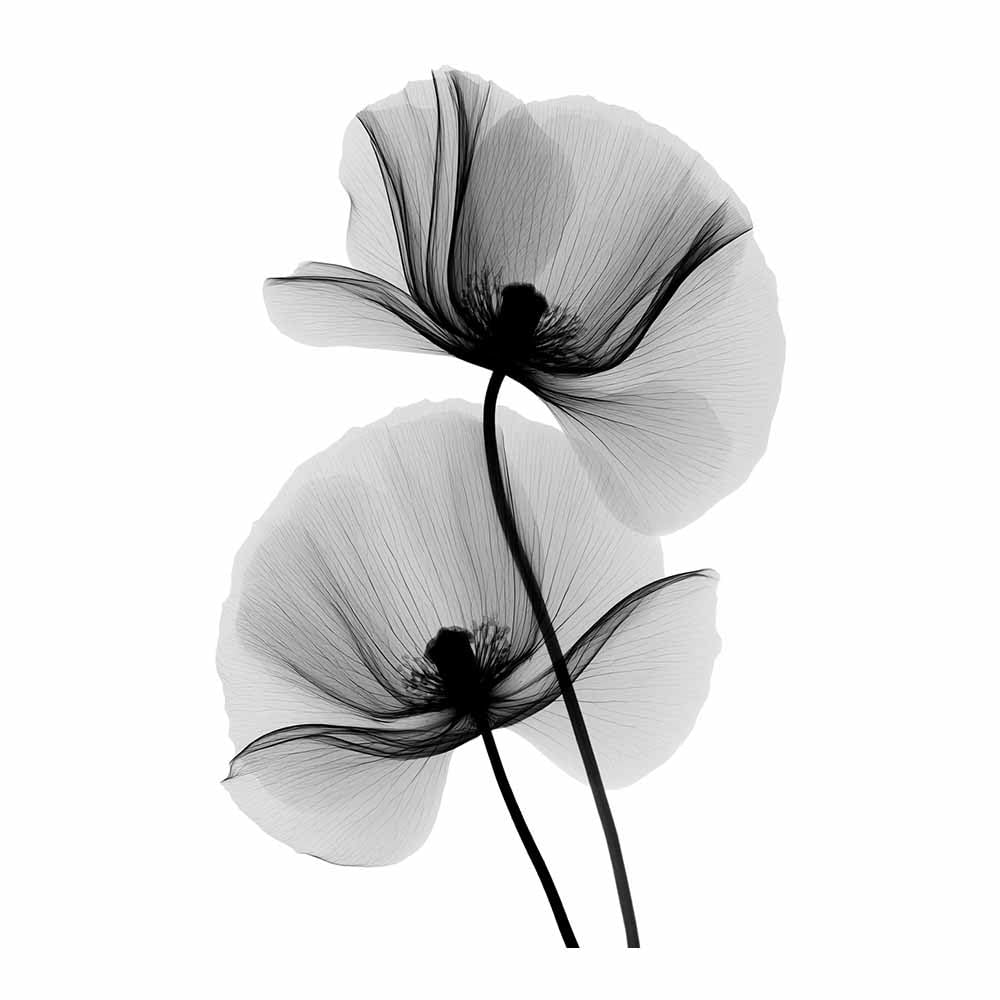 HOQIU Black And White Posters X-Ray Poppy Bloomsss canvas wall art, decorative paintings, for Bedroom Living Room Bathroom Office Home Decoration(Multicolor)-60x80cm Unframed