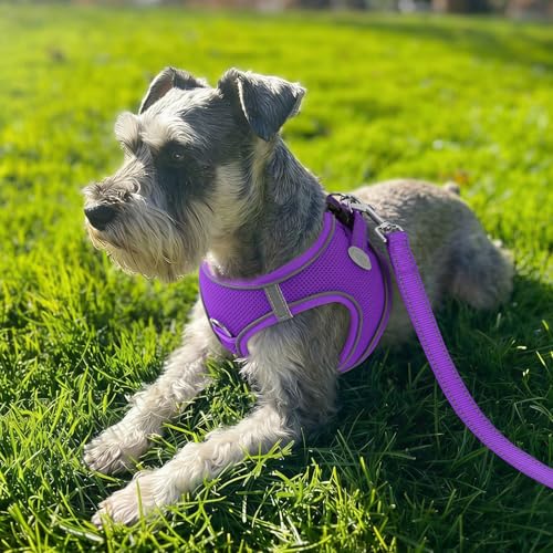 Joytale Hundegeschirr Kleine Hunde, Reflektierend Weich Gepolstert Geschirr, Air-Mesh Brustgeschirr Hund klein, S, Lila