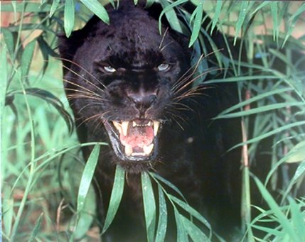 Impact Posters Gallery Wild Black Panther Scary (Leopard, Jaguar) Animal Picture Wall Decor Art Print (8x10)