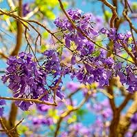 ジャカランダ 苗木 紫色の花 Amazon｜ITANSE ジャカランダ 5号 1個売り 花木苗 観葉植物