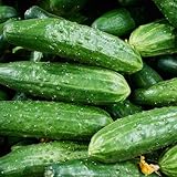 Clovers Garden Cucumber Patio Snacker Plants - Two (2) Live Plants – Non-GMO - Not Seeds - Each 4' to 8' Tall – in 4' Inch Pots - Burpless, High Yield, Compact