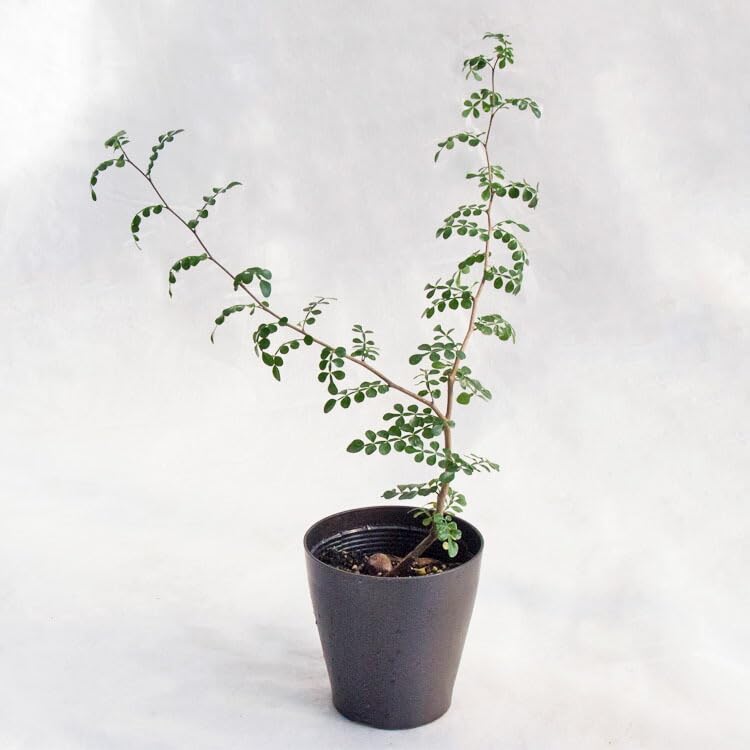 Amazon.co.jp: 塊根植物 セネシオ・オペルクルカリア・ボレアリス