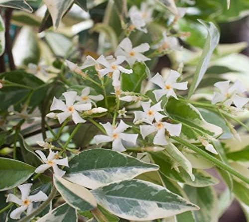 Miniatura 3 de Jasmine confederado abigarrado - 3 plantas vivas - Trachelospermum Jasminoides Variegatum - Vid de hoja perenne floreciente fragante