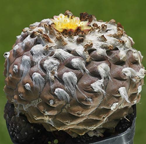 �y��q�zCopiapoa hypogaea var. Barquitensis���R�s�A�|�A�E�o���N�e���V�X�����ؗ�/��ăT�{�e���̐l�C�큟5�� [���s�A���i]