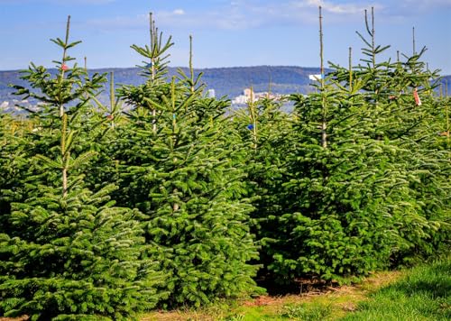 Tissu fond ferme d'arbres de Noël anti-reflet pour réussir toutes vos photos