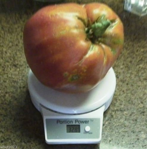 Aachondra 100pcs semillas de hortalizas de tomate gigante marrón