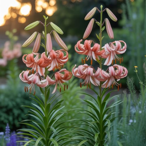 IFLO Baumlilien Zwiebeln Winterharte Blumenzwiebeln für Garten & Balkon Mehrjährige Lilien bis 250 cm Prachtvolle Sommerblüher in Geschenkverpackung (3x Baumlilien Lachs (Zalm))