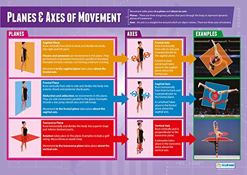 Daydream Education Planes & Axes of Movement | PE Posters | Gloss Paper measuring 33” x 23.5” | Physical Education Charts for the Classroom | Education Charts