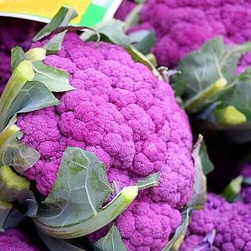 50 Seeds of Vegetable Purple Cauliflower Di Sicilia Violetto (Brassica Botrytis)