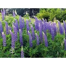 Perennial Lupine Flower Seeds - Lupinus Perennis, Pack of 1,000 Seeds by Seeds2Go