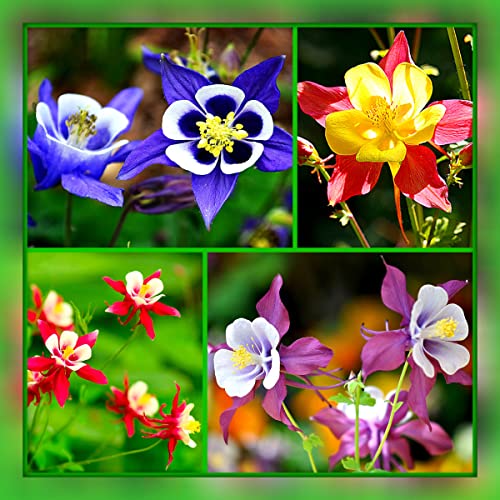 KIRA SEEDS - Columbine Mix - Perennial Flowers Aquilegia - Grow Indoor for Planting - GMO Free