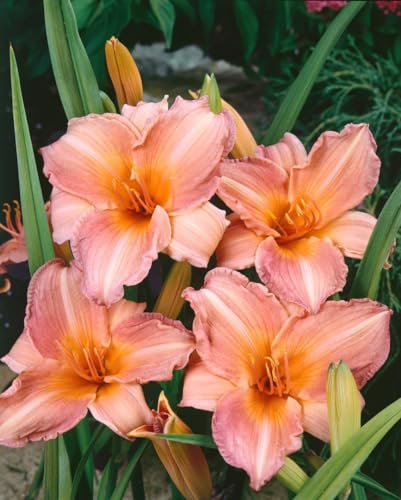 Hemerocallis x cultorum 'Pink Damask' 11x11 cm Topf – Winterhart, Mehrjährig, Pflegeleicht – Taglilie – Staude für Beet & Rabatte