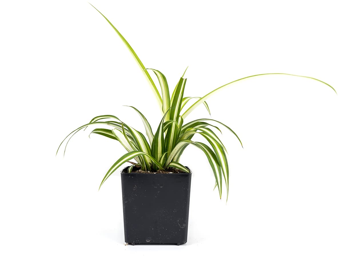 Amazon.com : Chlorophytum comosum 'Spider Plant' (Grower's Choice) : Patio,  Lawn & Garden