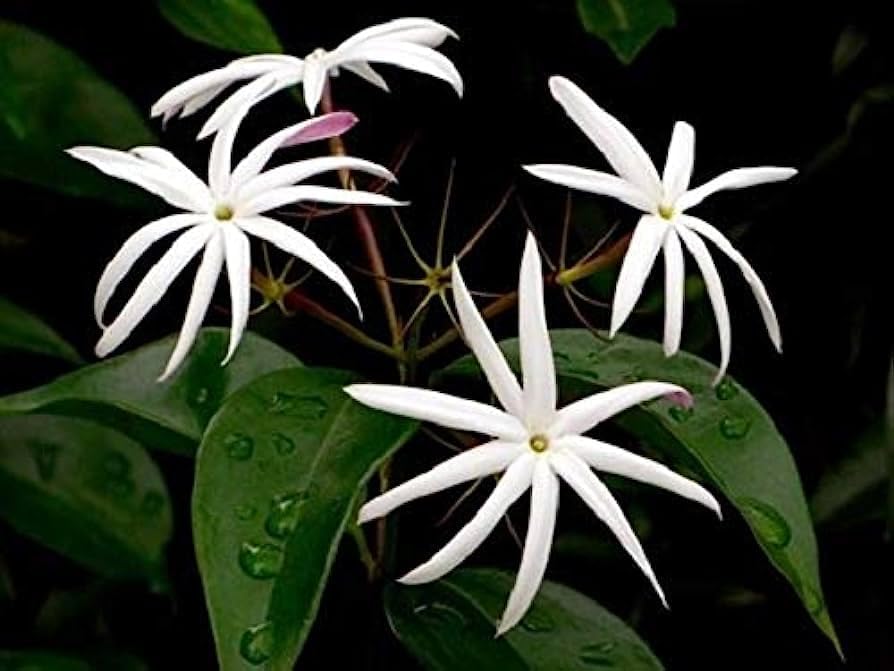 Miniatura 3 de Planta de jazmín viva de 5 a 7 pulgadas de estrella de jazmín para jardín perenne para interiores y exteriores