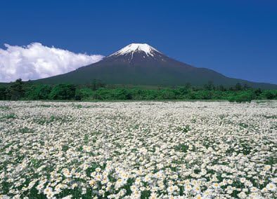 Amazon Co Jp 1000ピース 白い花畑より富士 山梨 1000 S01
