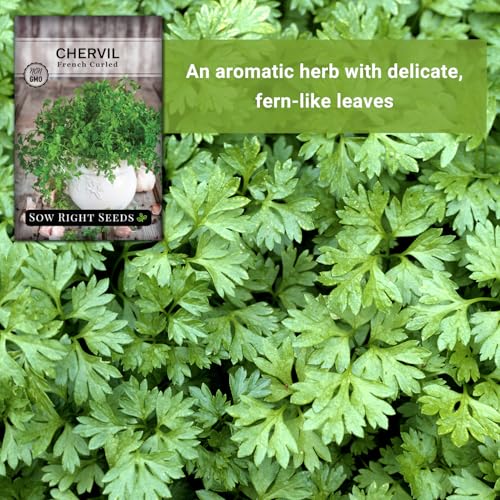 Sow Right Seeds - French Curled Chervil Seeds for Planting - Non-GMO Heirloom Packet with Instructions to Plant & Grow an Outdoor or Indoor Herb Garden - Fine French Parsley - Medicinal & Culinary (1) - Image 5