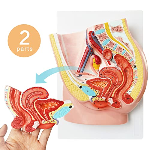 Image of HADWYN Female Pelvis Reproductive Anatomy Model,Life Size Female Pelvic Skeleton Model, Anatomy Medical Model for Science Education with Detailed Product Manual