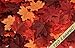 120 Artificial Fall Maple Leaves in a Mixture of Autumn Colors - Great Autumn Table Scatters for Fall Weddings & Autumn Parties