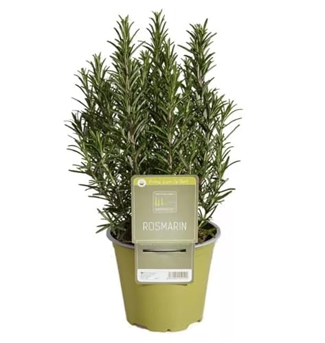 Romero Natural Planta con Propiedades Terapéuticas