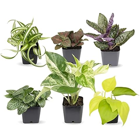 Easy to Grow Houseplants (Pack of 6), Live House Plants in Containers, Growers Choice Plant Set in Planters with Potting Soil Mix, Home Décor Planting Kit or Outdoor Garden Gifts by Plants for Pets Cover