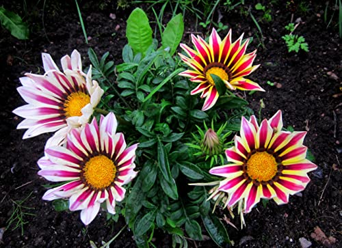Raise Me Up: Seeds Treasure Flower Mix African Daisy Gazania Perennial Flowers #TOP2
