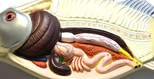 Image of EISCO 3D Fish Dissection Model, 14 inch Length